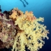 coral_soft_kl_kad_v_0078_fij1664.jpg